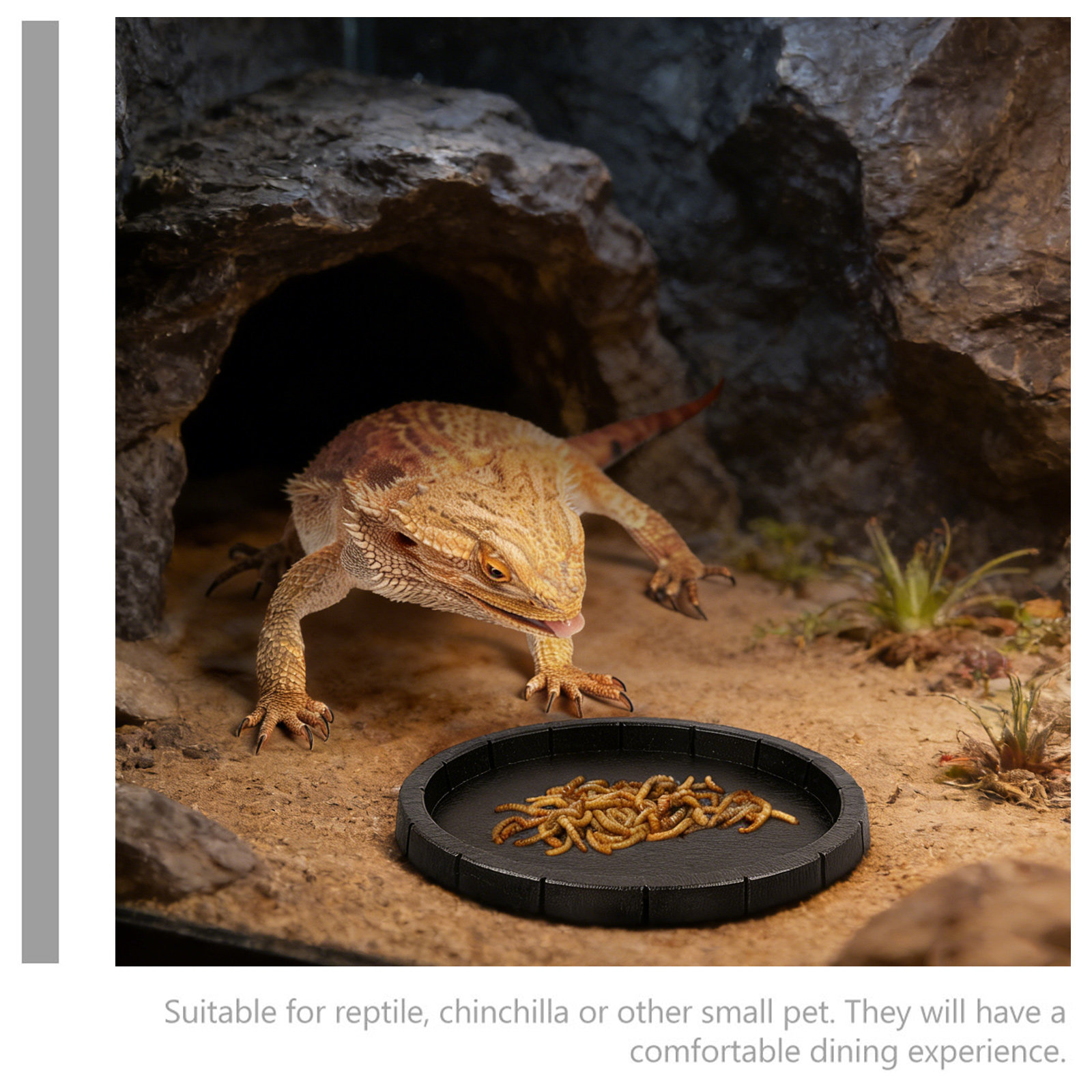Reptile Feeding Bowl Compact L - Water Dish Reptile 评论和价格