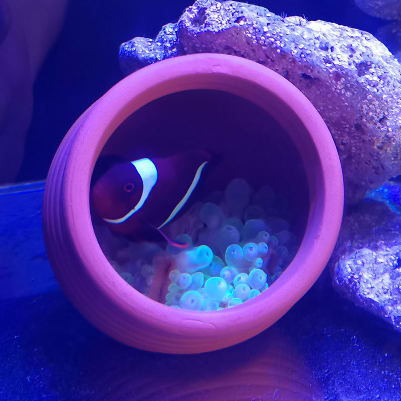 Ceramics Jar Fish Tank Decorat - Hide Cave Ceramic 评论和价格