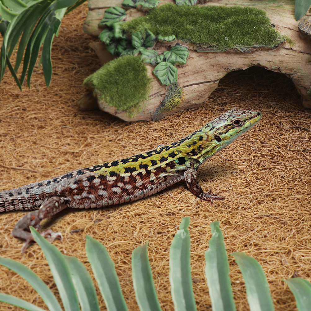 Reptile Terrarium Bedding Subs - Substrate Coconut Fiber 评论和价格