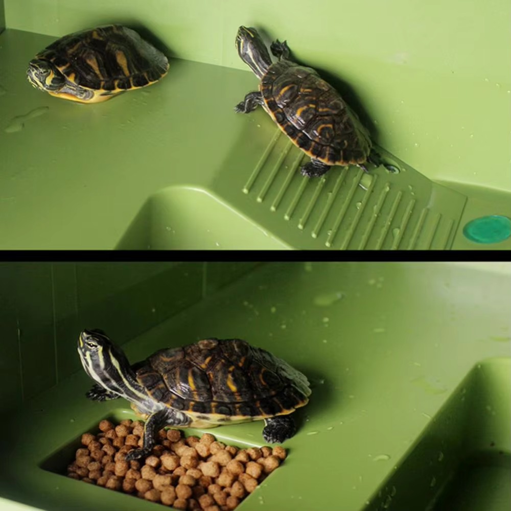 Water Land Slope Box Feeding C - Water Dish Reptile 评论和价格
