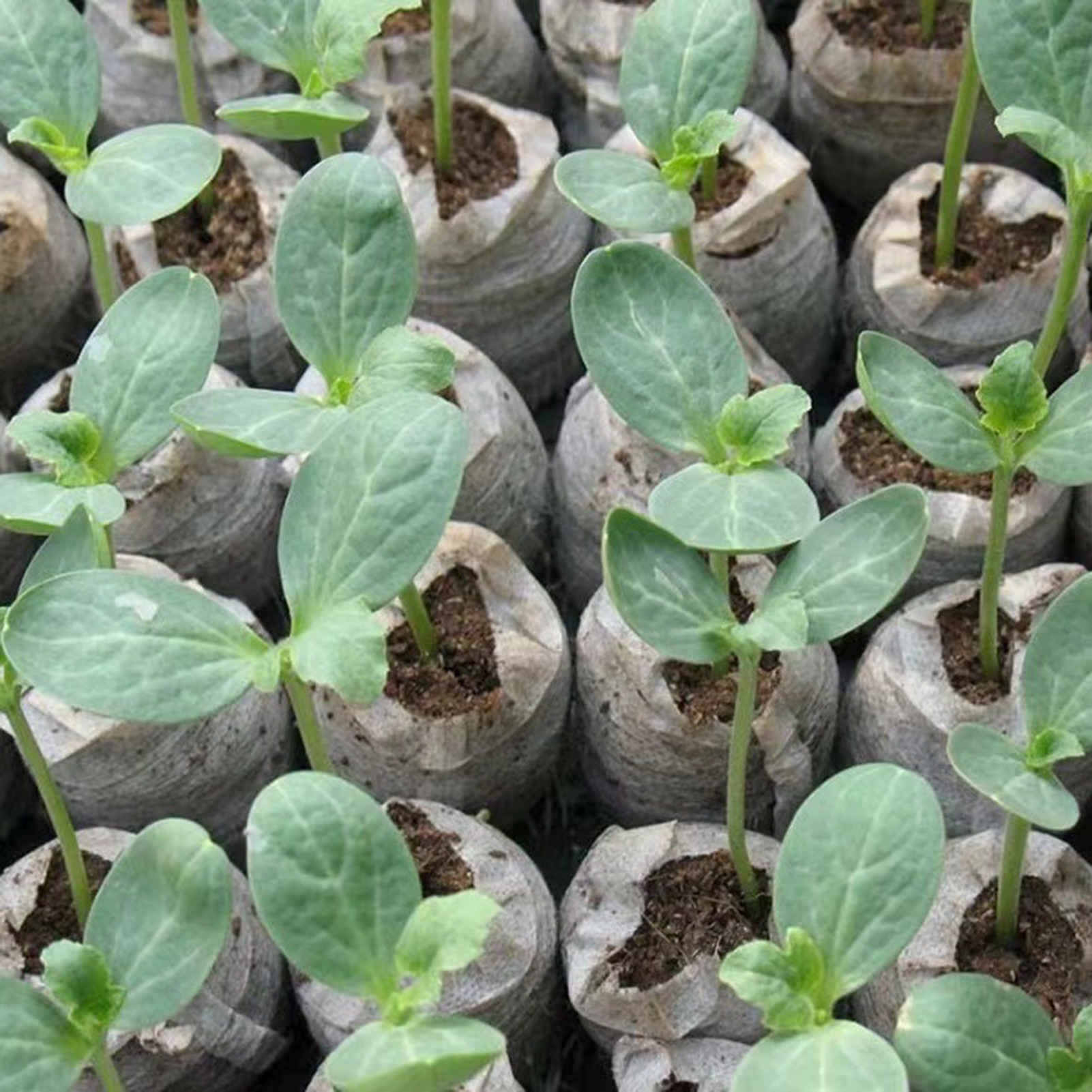 10/20/50pcs Plant Growth Bags  - Substrate Coconut Fiber 评论和价格